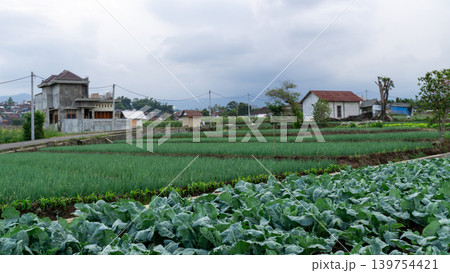 Scenic wide shot of a lush leek and green onion crop field under a cloudy blue sky. Scenic wide shot of a lush leek and green onion crop field under a cloudy blue sky. 139754421