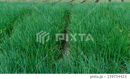 Scenic wide shot of a lush leek and green onion crop field under a cloudy blue sky. 139754423