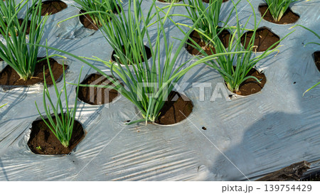 Scenic wide shot of a lush leek and green onion crop field under a cloudy blue sky. Scenic wide shot of a lush leek and green onion crop field under a cloudy blue sky. 139754429