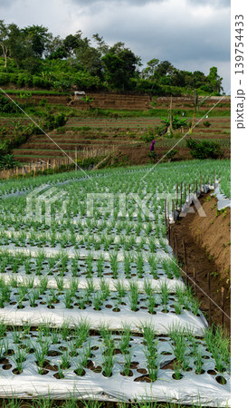 Scenic wide shot of a lush leek and green onion crop field under a cloudy blue sky. Scenic wide shot of a lush leek and green onion crop field under a cloudy blue sky. 139754433