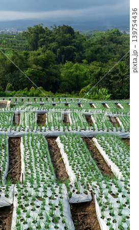 Scenic wide shot of a lush leek and green onion crop field under a cloudy blue sky. 139754436