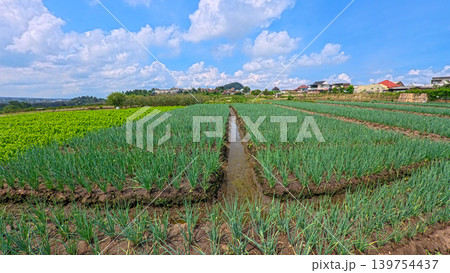 Scenic wide shot of a lush leek and green onion crop field under a cloudy blue sky. Scenic wide shot of a lush leek and green onion crop field under a cloudy blue sky. 139754437