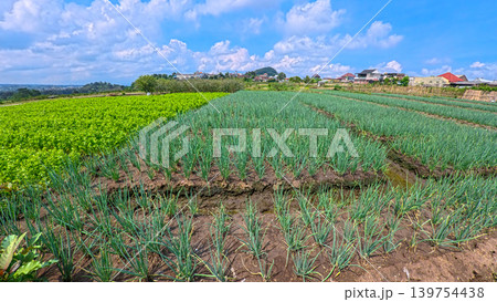 Scenic wide shot of a lush leek and green onion crop field under a cloudy blue sky. Scenic wide shot of a lush leek and green onion crop field under a cloudy blue sky. 139754438