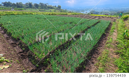 Scenic wide shot of a lush leek and green onion crop field under a cloudy blue sky. Scenic wide shot of a lush leek and green onion crop field under a cloudy blue sky. 139754439