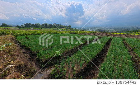 Scenic wide shot of a lush leek and green onion crop field under a cloudy blue sky. 139754442
