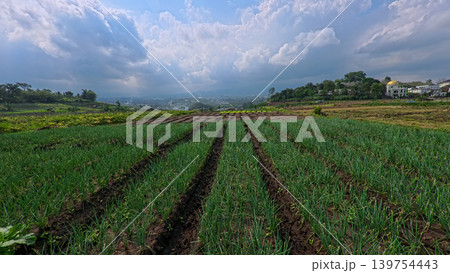 Scenic wide shot of a lush leek and green onion crop field under a cloudy blue sky. 139754443
