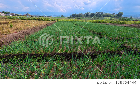 Scenic wide shot of a lush leek and green onion crop field under a cloudy blue sky. Scenic wide shot of a lush leek and green onion crop field under a cloudy blue sky. 139754444