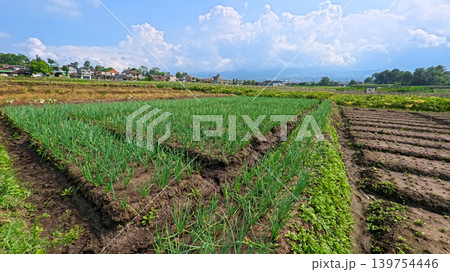 Scenic wide shot of a lush leek and green onion crop field under a cloudy blue sky. Scenic wide shot of a lush leek and green onion crop field under a cloudy blue sky. 139754446