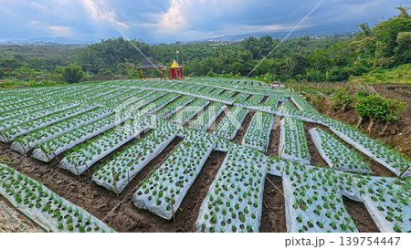 Scenic wide shot of a lush leek and green onion crop field under a cloudy blue sky. Scenic wide shot of a lush leek and green onion crop field under a cloudy blue sky. 139754447