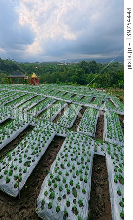 Scenic wide shot of a lush leek and green onion crop field under a cloudy blue sky. 139754448