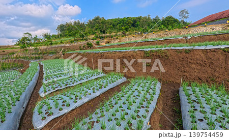 Scenic wide shot of a lush leek and green onion crop field under a cloudy blue sky. Scenic wide shot of a lush leek and green onion crop field under a cloudy blue sky. 139754459