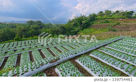 Scenic wide shot of a lush leek and green onion crop field under a cloudy blue sky. 139754461