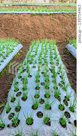 Scenic wide shot of a lush leek and green onion crop field under a cloudy blue sky. 139754463