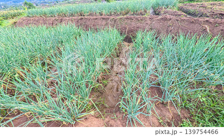 Scenic wide shot of a lush leek and green onion crop field under a cloudy blue sky. 139754466