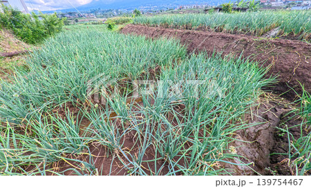 Scenic wide shot of a lush leek and green onion crop field under a cloudy blue sky. 139754467