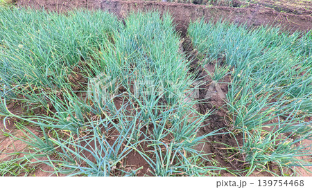 Scenic wide shot of a lush leek and green onion crop field under a cloudy blue sky. 139754468