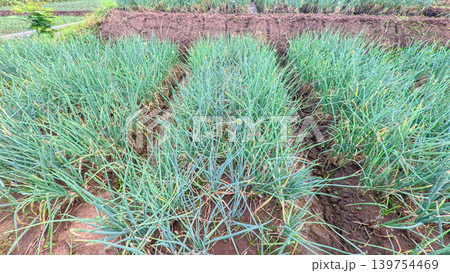 Scenic wide shot of a lush leek and green onion crop field under a cloudy blue sky. Scenic wide shot of a lush leek and green onion crop field under a cloudy blue sky. 139754469