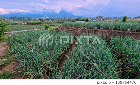 Scenic wide shot of a lush leek and green onion crop field under a cloudy blue sky. 139754470