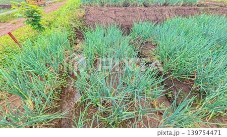 Scenic wide shot of a lush leek and green onion crop field under a cloudy blue sky. 139754471