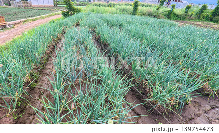 Scenic wide shot of a lush leek and green onion crop field under a cloudy blue sky. Scenic wide shot of a lush leek and green onion crop field under a cloudy blue sky. 139754473