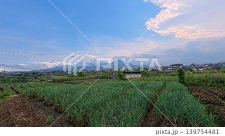 Scenic wide shot of a lush leek and green onion crop field under a cloudy blue sky. 139754481