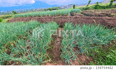 Scenic wide shot of a lush leek and green onion crop field under a cloudy blue sky. Scenic wide shot of a lush leek and green onion crop field under a cloudy blue sky. 139754482