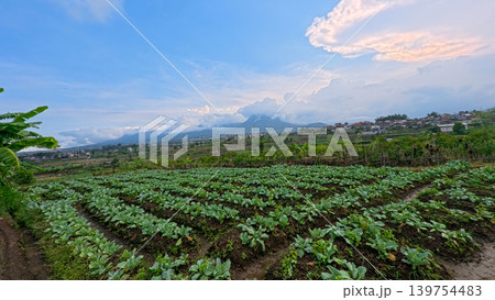 Scenic wide shot of a lush leek and green onion crop field under a cloudy blue sky. Scenic wide shot of a lush leek and green onion crop field under a cloudy blue sky. 139754483