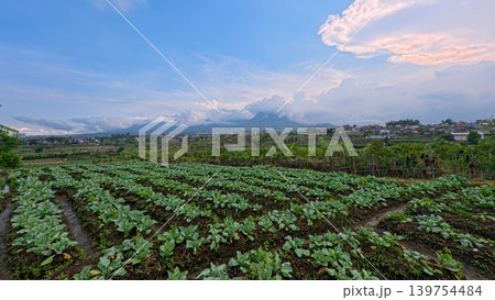 Scenic wide shot of a lush leek and green onion crop field under a cloudy blue sky. Scenic wide shot of a lush leek and green onion crop field under a cloudy blue sky. 139754484