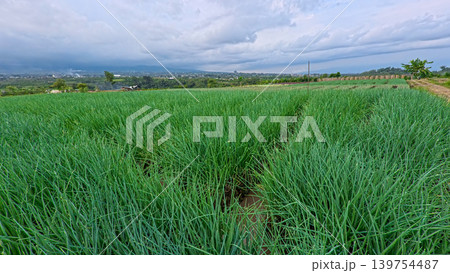 Scenic wide shot of a lush leek and green onion crop field under a cloudy blue sky. Scenic wide shot of a lush leek and green onion crop field under a cloudy blue sky. 139754487