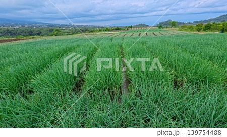 Scenic wide shot of a lush leek and green onion crop field under a cloudy blue sky. 139754488