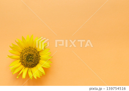 Beautiful sunflower on peach background. Place for text. Beautiful sunflower on peach background. Place for text. 139754516