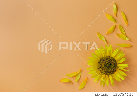 Beautiful sunflower with petals on peach background. Place for text. Beautiful sunflower with petals on peach background. Place for text. 139754519