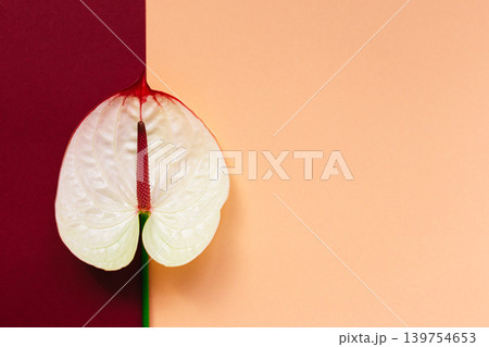 Beautiful tropical anthurium flower on peach pink and dark red background. Top color Fall-Winter 2019. Beautiful tropical anthurium flower on peach pink and dark red background. Top color Fall-Winter 2019. 139754653