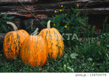Three ripevorange pumpkins on a grass and rustic background. Thanksgiving card concept. Three ripevorange pumpkins on a grass and rustic background. Thanksgiving card concept. 139754779