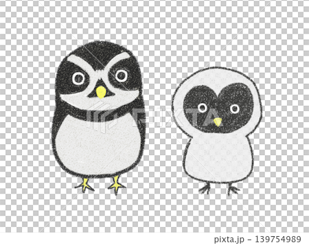 メガネフクロウの親子 メガネフクロウの親子 139754989