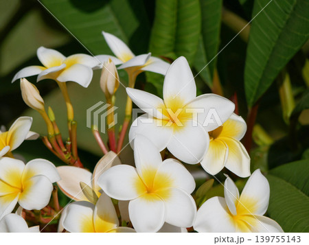 White Plumeria Flowers in Tropical Garden, Spa and Wellness Background White Plumeria Flowers in Tropical Garden, Spa and Wellness Background 139755143
