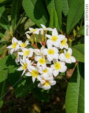White Plumeria Flowers in Tropical Garden, Spa and Wellness Background White Plumeria Flowers in Tropical Garden, Spa and Wellness Background 139755145