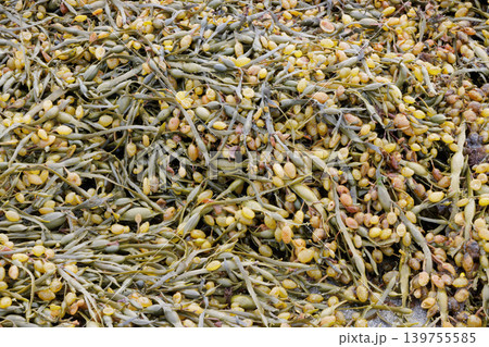 Textured background yellow green seaweed growing outdoors at low tide Textured background yellow green seaweed growing outdoors at low tide 139755585