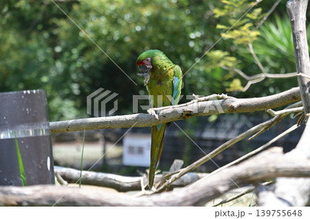 ミドリコンゴウインコ 139755648