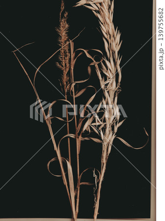 Elegant Dry Grass Stems on Solid Black Background. Minimalist Botanical Still Life with Moody Lighting. Dark Aesthetic Nature Fine Art for Modern Interior Decor. Elegant Dry Grass Stems on Solid Black Background. Minimalist Botanical Still Life with Moody Lighting. Dark Aesthetic Nature Fine Art for Modern Interior Decor. 139755682