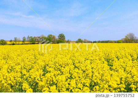 菜の花畑と青空 菜の花畑と青空 139755752