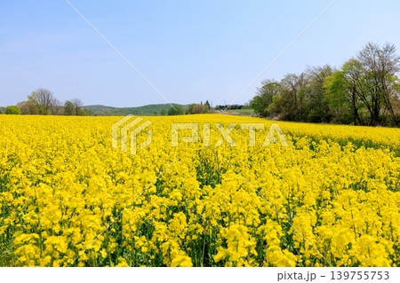 菜の花畑と青空 菜の花畑と青空 139755753