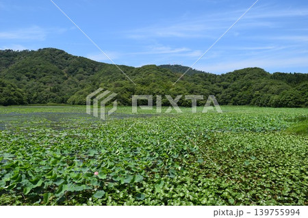 ハス沼 ラムサール条約登録地 139755994