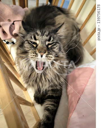 A fluffy Maine Coon lies in a baby crib and yawns. A fluffy Maine Coon lies in a baby crib and yawns. 139756178
