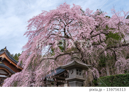 灯籠と楽翁桜 灯籠と楽翁桜 139756313