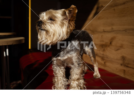 Cute Yorkshire Terrier standing on a red leather sofa in a dimly lit cafe. Dramatic golden sunlight hitting the dog's face Dog-friendly cafe. Cute Yorkshire Terrier standing on a red leather sofa in a dimly lit cafe. Dramatic golden sunlight hitting the dog's face Dog-friendly cafe. 139756348