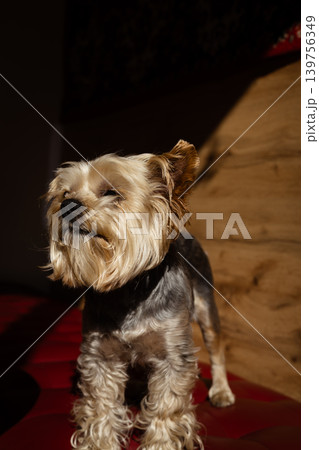 Cute Yorkshire Terrier standing on a red leather sofa in a dimly lit cafe. Dramatic golden sunlight hitting the dog's face Dog-friendly cafe. Cute Yorkshire Terrier standing on a red leather sofa in a dimly lit cafe. Dramatic golden sunlight hitting the dog's face Dog-friendly cafe. 139756349