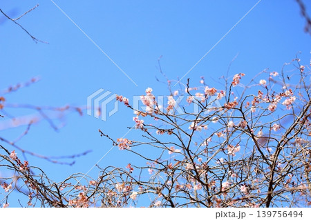 ジュウガツザクラの花 139756494