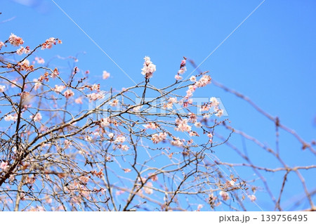 ジュウガツザクラの花 ジュウガツザクラの花 139756495