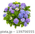 美しく咲いた紫陽花全体の切抜き（背景透過）	 139756555